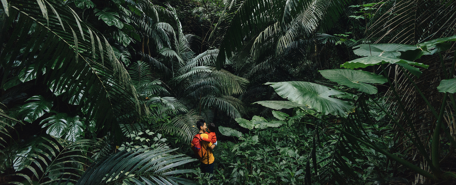 Vegetation, Plant, Rainforest, Land, Tree, Nature, Outdoors, Jungle, Bird, Woodland