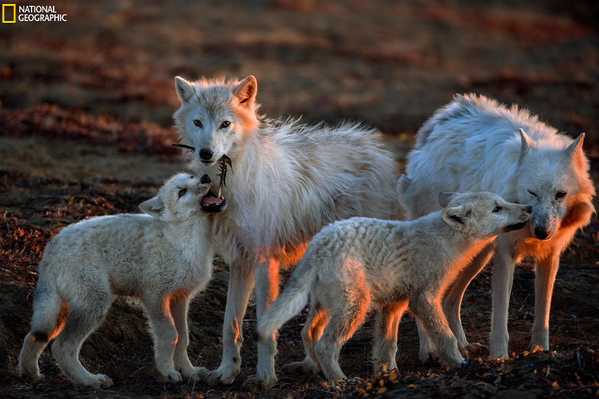 051626 family day wolves.jpg