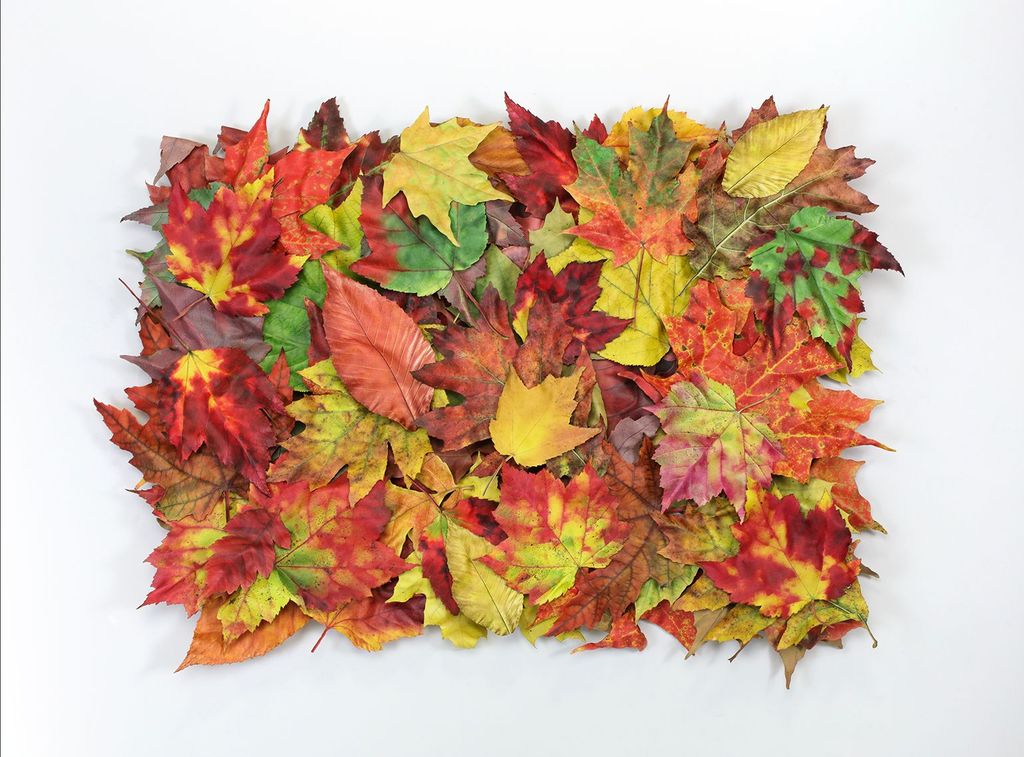 Fall