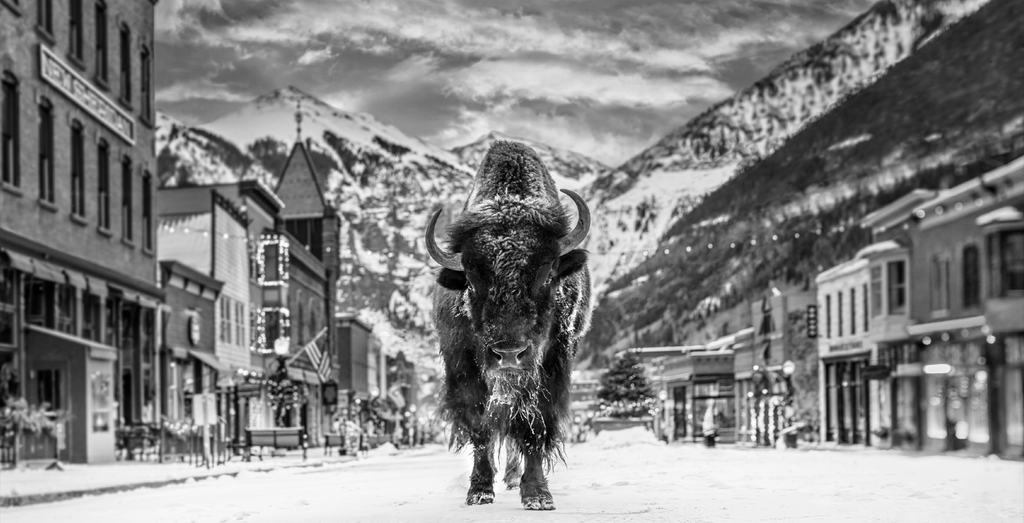 The Bison on Main