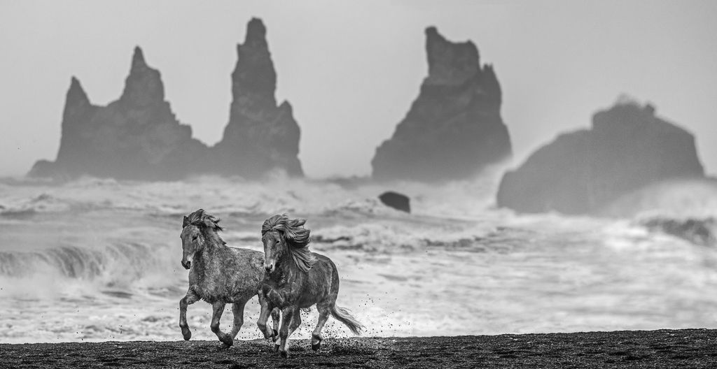 Wild Horses